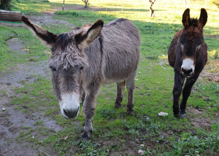 Les ânes Charly et Fernando.